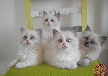 4 chatons - portée Idylle - 7 semaines - Chatterie Ragdolls du Val de Beauvoir